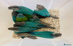Mixed Breed birds for sale: Various birds for sale - Image 1