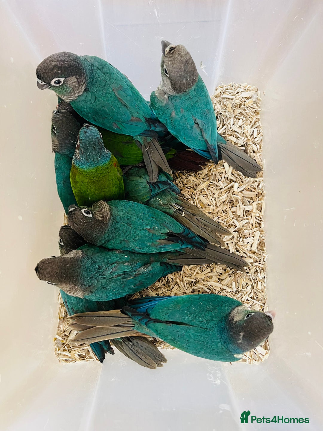 Mixed Breed birds for sale: Various birds for sale - Image 1