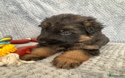 German Shepherd dogs for sale: K/C Registered German Shepherd Puppies  - Image 19