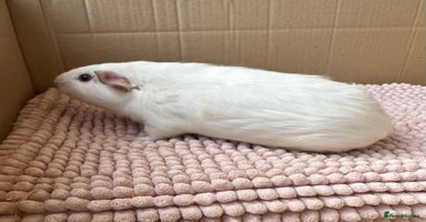 Guinea Pig rodents - Advert 2