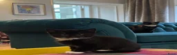 Mixed Breed cats for sale: 8 kittens for sale in Castle Douglas - Advert 12