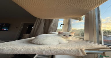 British Shorthair cats - Advert 16