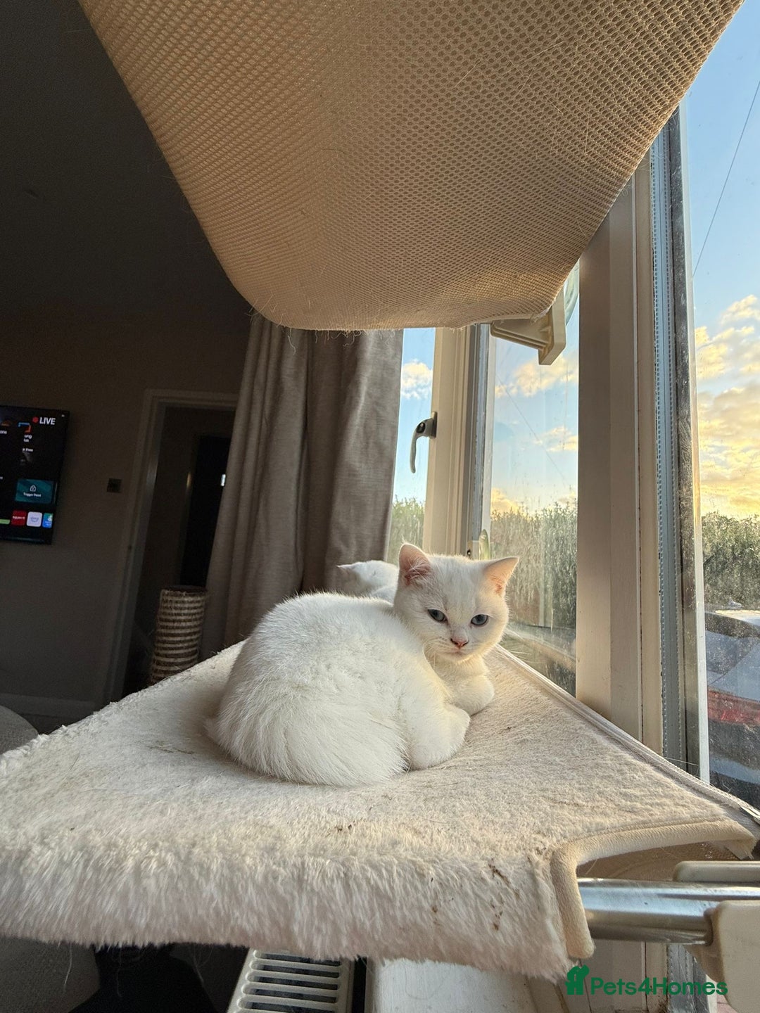 British Shorthair cats for sale: Beautiful BSH female kitten 11 weeks  - Image 2