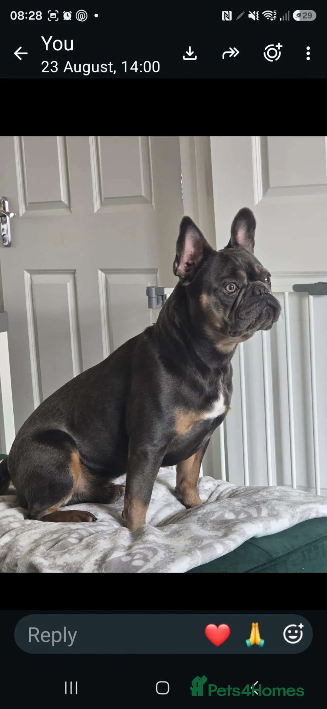 French Bulldog dogs for sale: 3 year old Frenchie - Advert 5