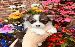 Welsh Corgi Pembroke dogs for sale: Pedigree, health tested parents, licensed breeder - Image 8