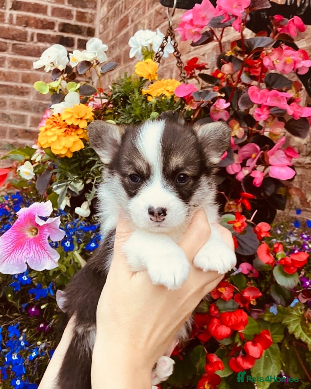 Welsh Corgi Pembroke dogs for sale: Pedigree, health tested parents, licensed breeder - Image 8