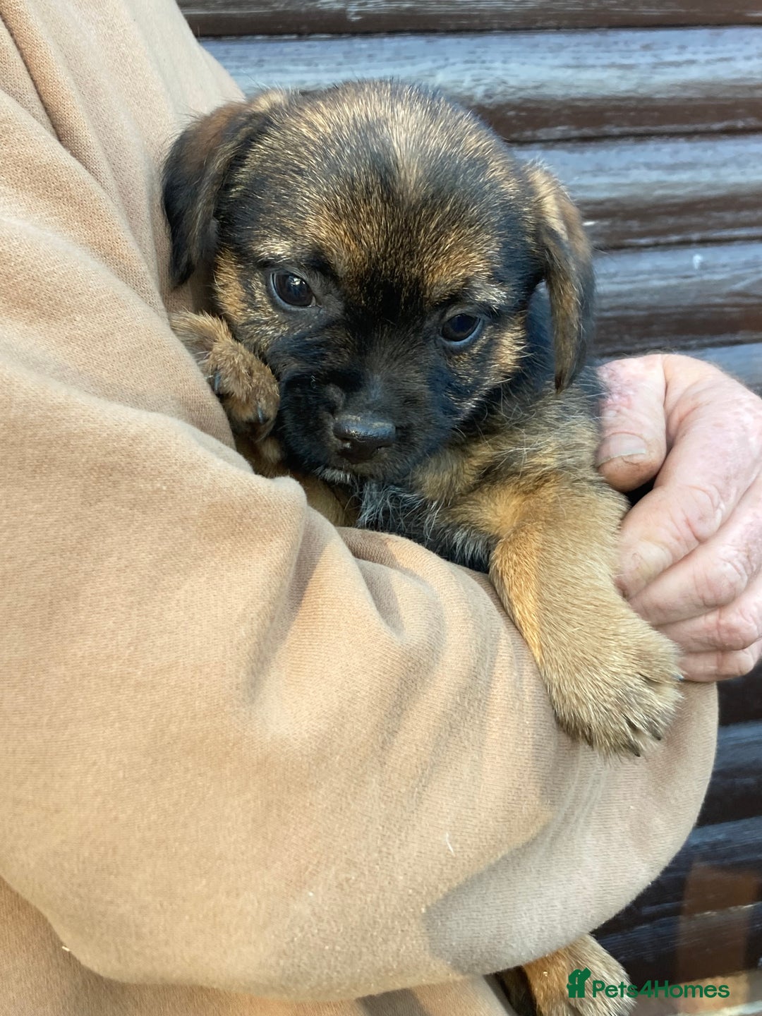 Border Terrier dogs for sale: Pure border terrier puppies  - Advert 21