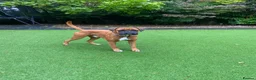 Boxer dogs for stud: Handsome Purebred Boxer – Puppy Back Deal Offered - Advert 10
