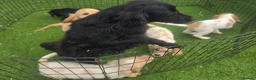 Cocker Spaniel dogs for sale: Amazing Working type Cocker Spaniels - Advert 5