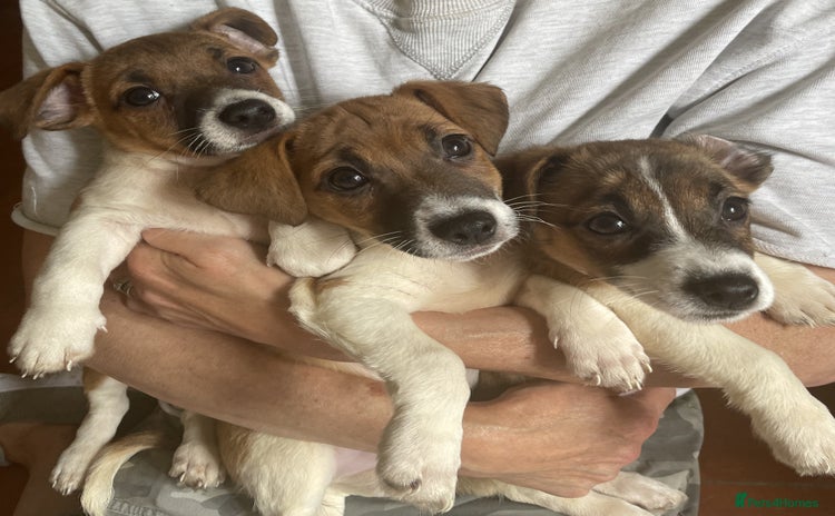 Jack Russell dogs - Advert 2