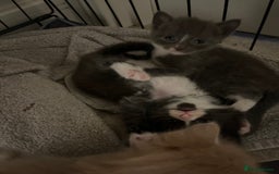 British Shorthair cats for sale: 4 beautiful kittens  - Image 5