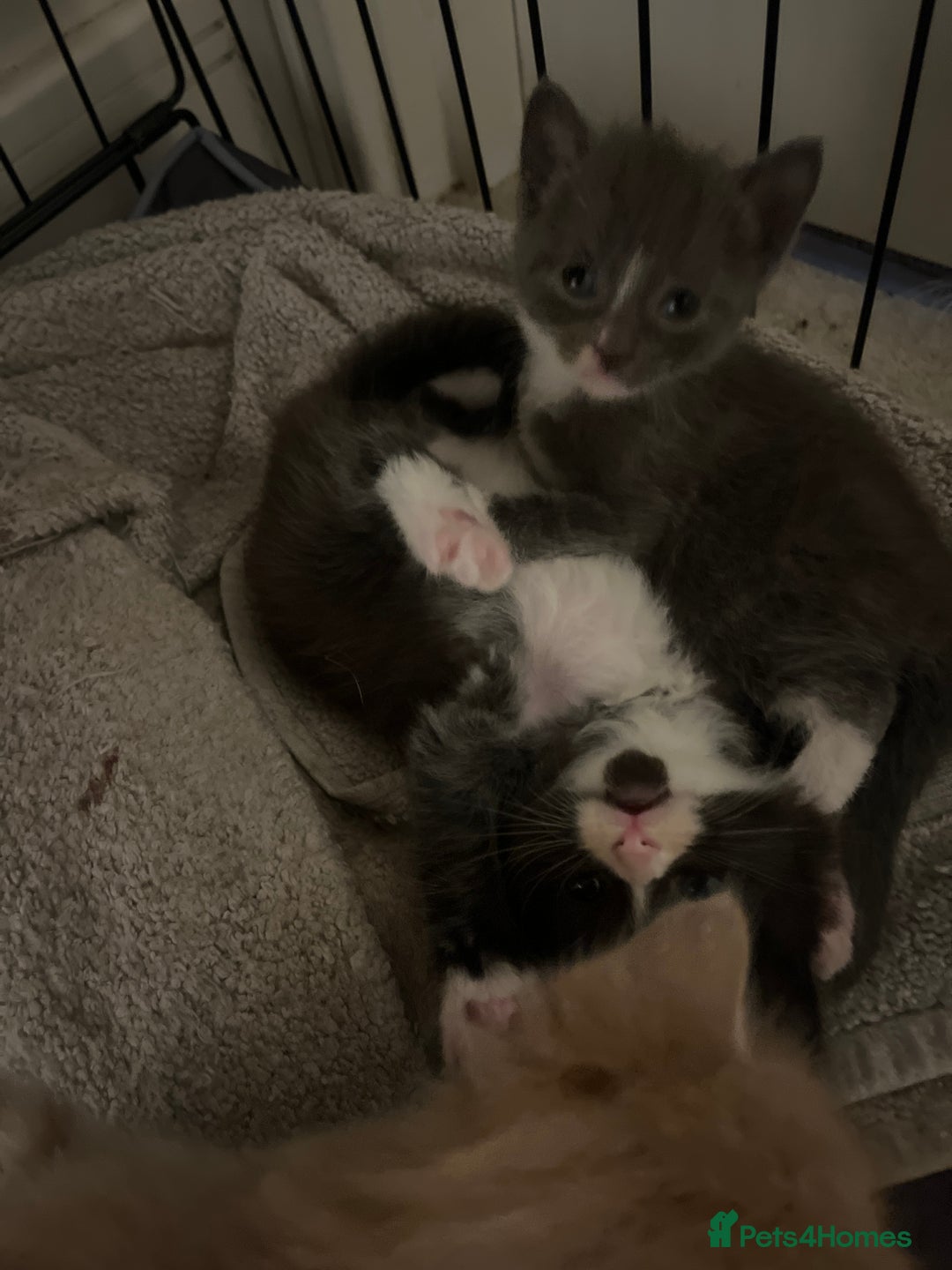 British Shorthair cats for sale: 4 beautiful kittens  - Image 5
