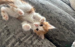 Mixed Breed cats for sale: Fluffy Ginger & White Kittens  - Image 2