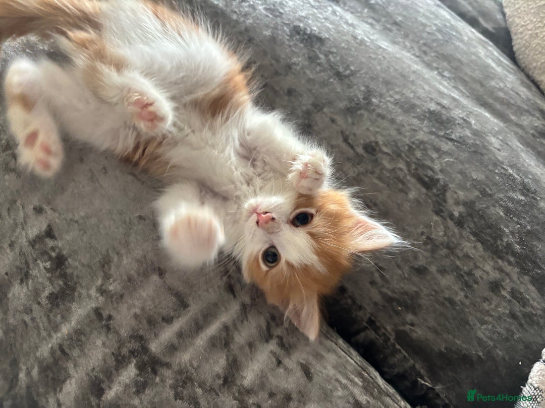 Mixed Breed cats for sale: Fluffy Ginger & White Kittens  - Image 2