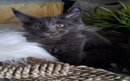 Maine Coon cats for sale: MAINE COON XL purebred registered active - Image 26