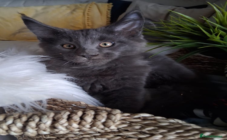 Maine Coon cats - Advert 6