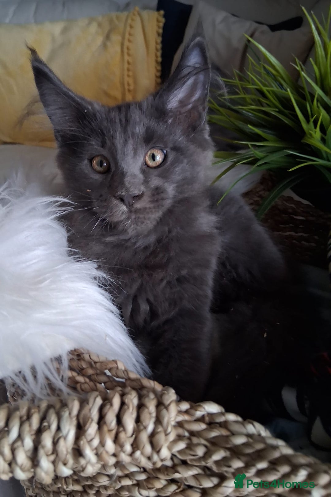 Maine Coon cats for sale: MAINE COON XL purebred registered active - Image 26
