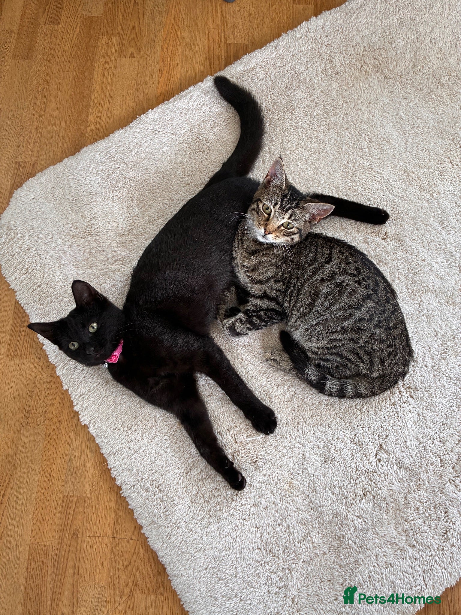 Mixed Breed cats Last 2 remaining kittens  - Advert 20