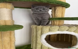British Shorthair cats for sale: Blue British short hair kittens  in Braintree - Image 4
