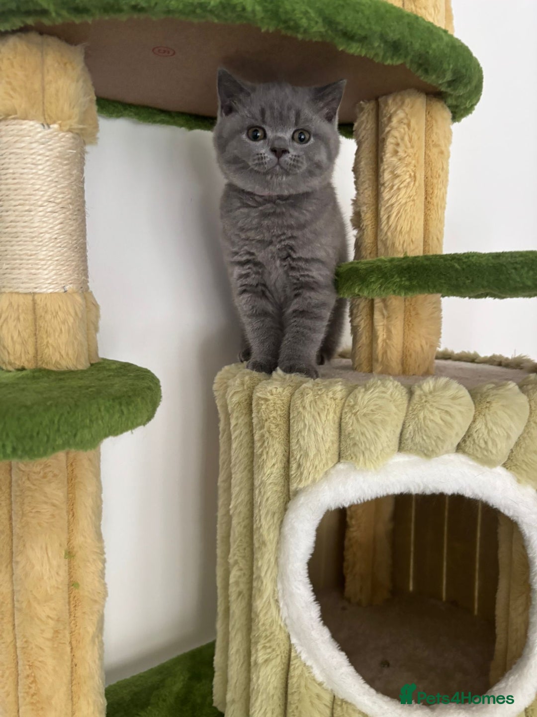 British Shorthair cats for sale: Blue British short hair kittens  in Braintree - Image 4