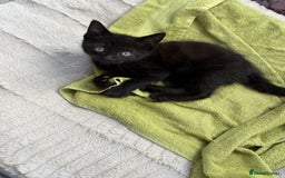 Mixed Breed cats for sale: 9 week old female kitten  - Image 2