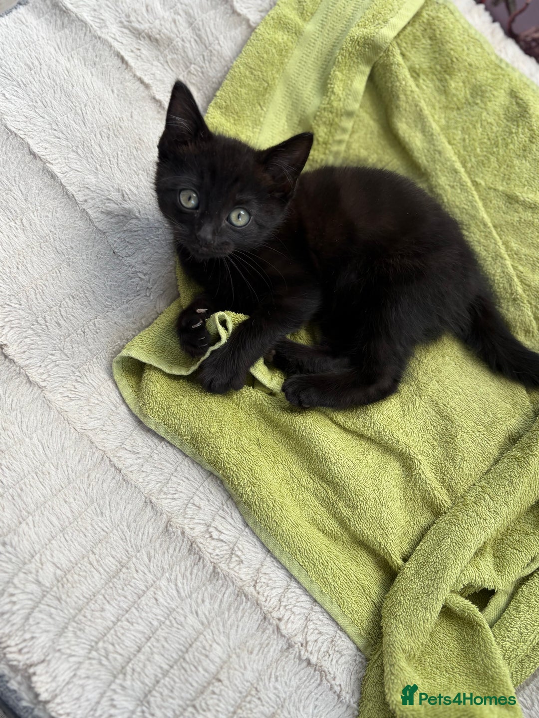 Mixed Breed cats for sale: 9 week old female kitten  - Image 2