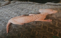 Sphynx cats for sale: Sphynx naked and coated  - Image 6