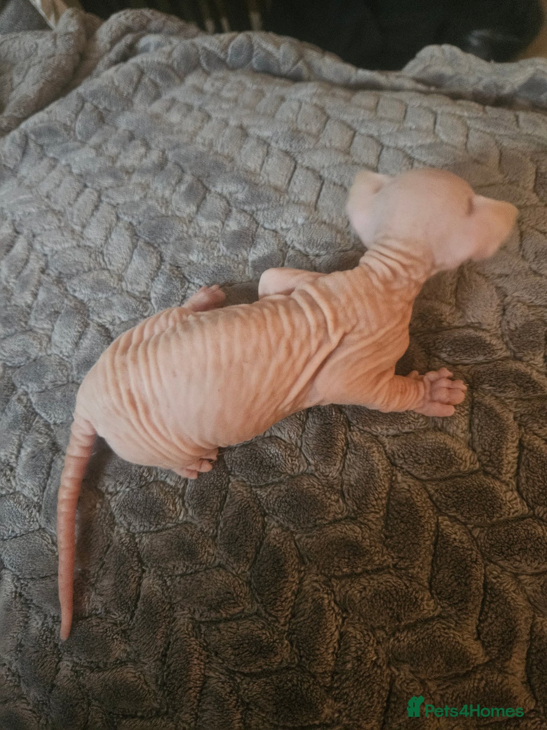 Sphynx cats for sale: Sphynx naked and coated  - Image 6