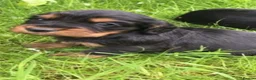 Cocker Spaniel dogs for sale: 🏆 🐾 Hunter's Famous Puppies Have Arrived! 🐾 - Advert 1
