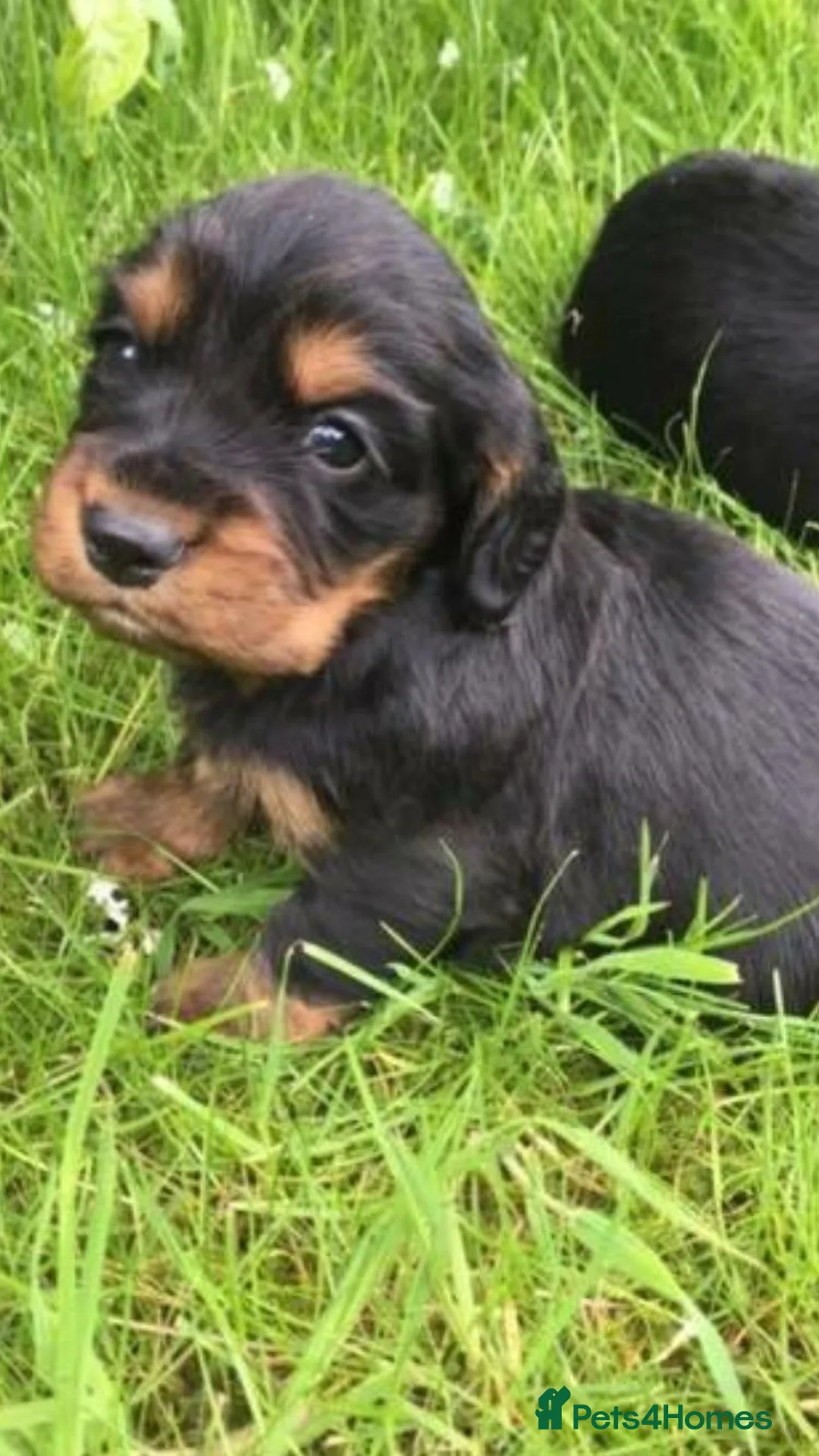 Cocker Spaniel dogs for sale: 🏆 🐾 Hunter's Famous Puppies Have Arrived! 🐾 - Advert 1