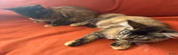 Maine Coon cats for sale: ONLY 2 LEFT GCCF PEDIGREE MAINECOON KITTENS - Advert 2