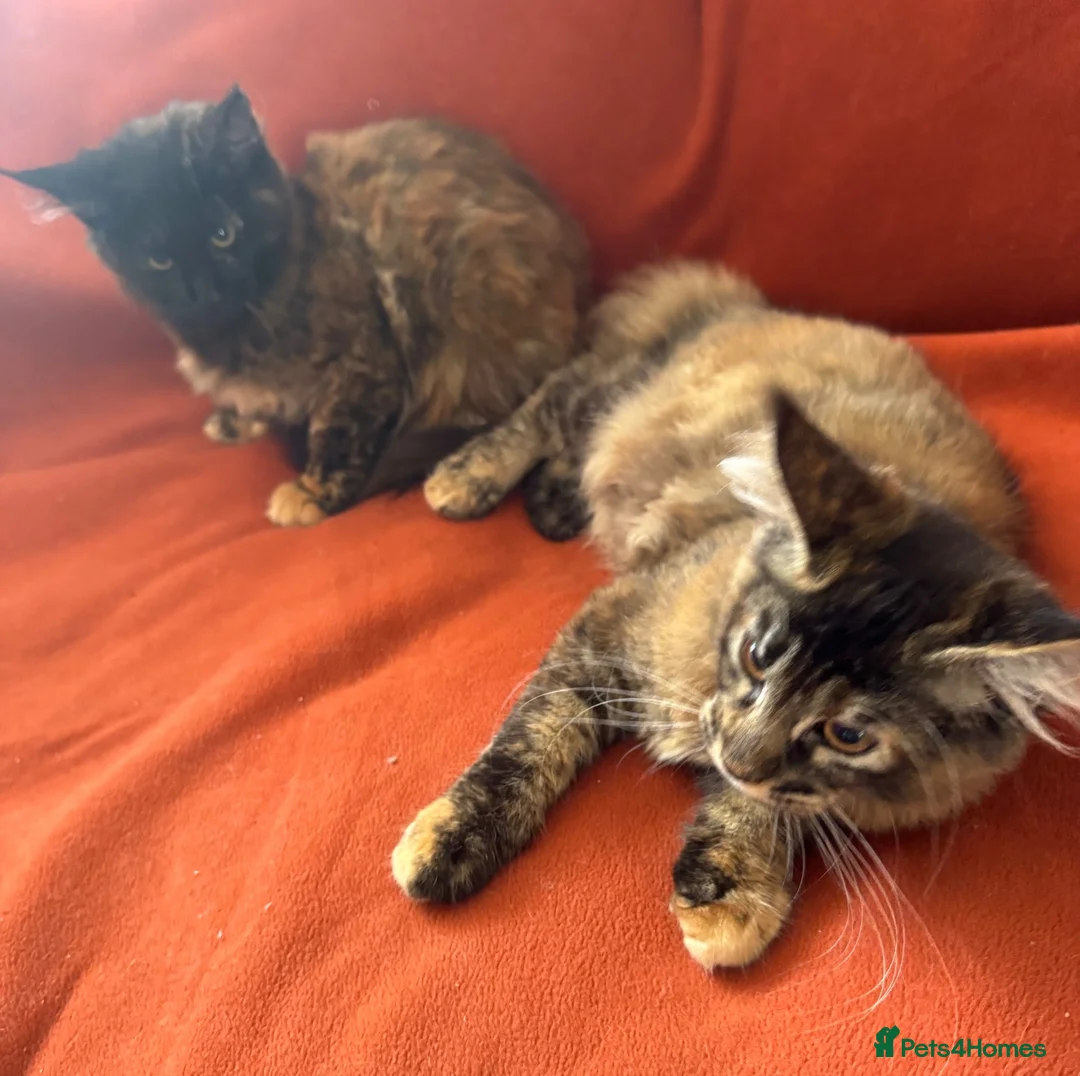 Maine Coon cats for sale: ONLY 2 LEFT GCCF PEDIGREE MAINECOON KITTENS - Advert 2