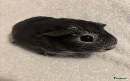 Guinea Pig rodents for sale: Californian x Swiss young boar  - Image 1