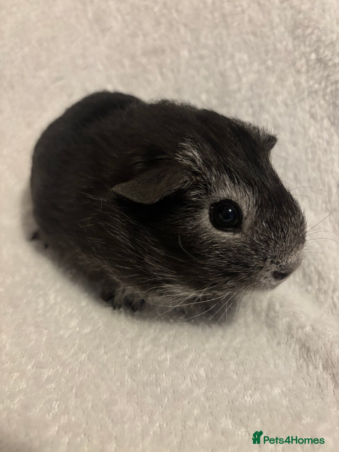 Guinea Pig rodents for sale: Californian x Swiss young boar  - Image 1