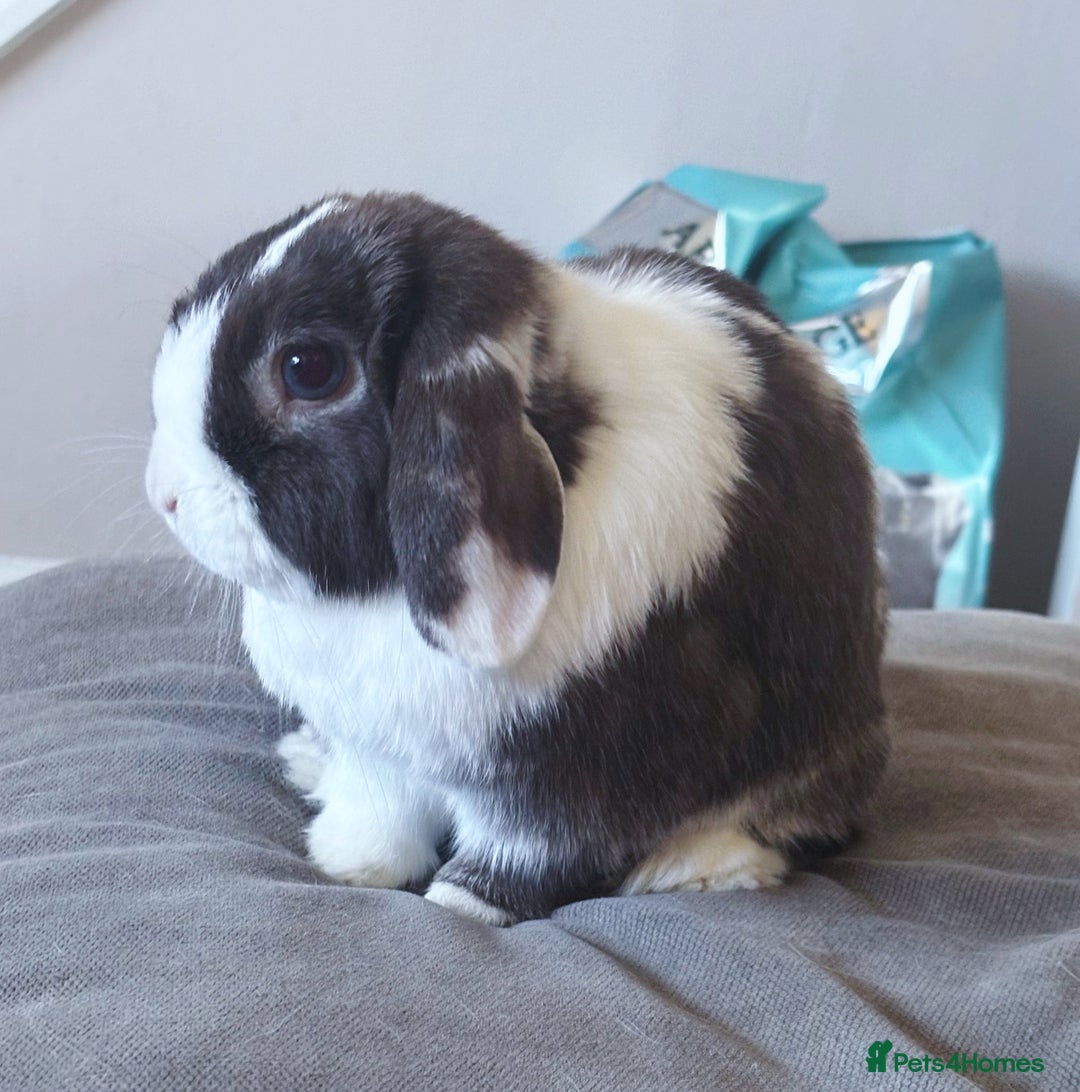 Mini Lop rabbits for sale: 🤎 Autumn & Freddo 🤎  - Image 6