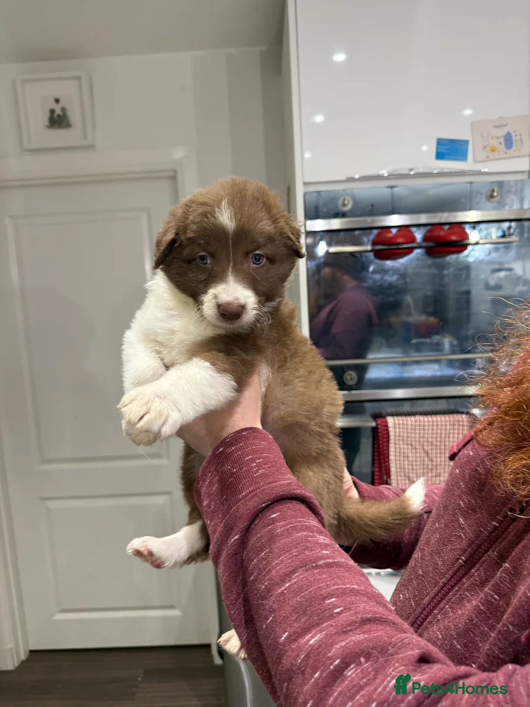 Border Collie dogs for sale: Border Collie red  - Advert 12