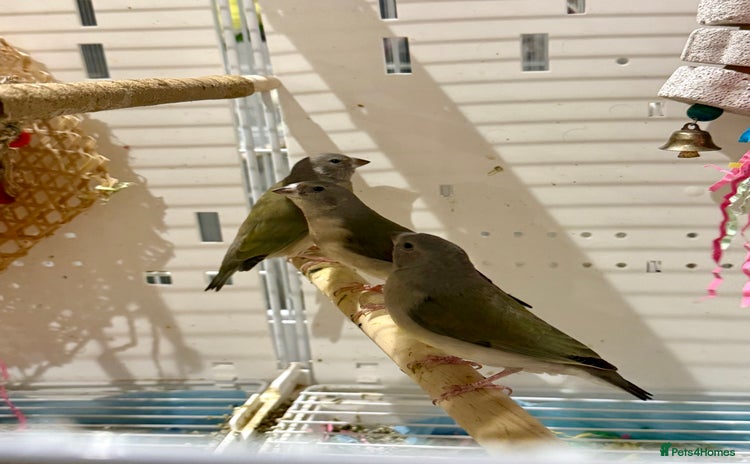 Finches birds gouildan finches available Runcorn  - Advert 2