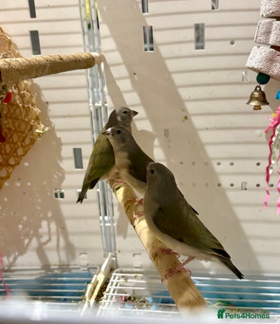 Finches birds gouildan finches available Runcorn - Advert 1