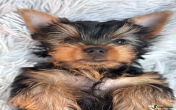Yorkshire Terrier dogs for sale: Last girl ready🥰 Pedigree Yorkshire Terrier Puppy - Image 29