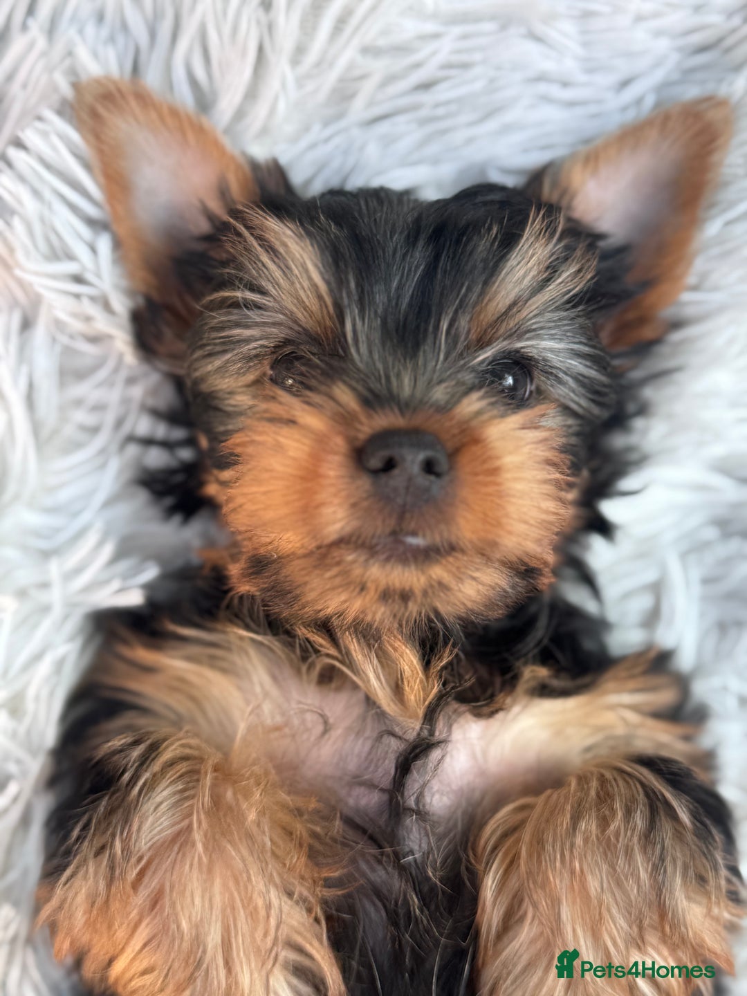 Yorkshire Terrier dogs for sale: Last girl ready🥰 Pedigree Yorkshire Terrier Puppy - Image 29