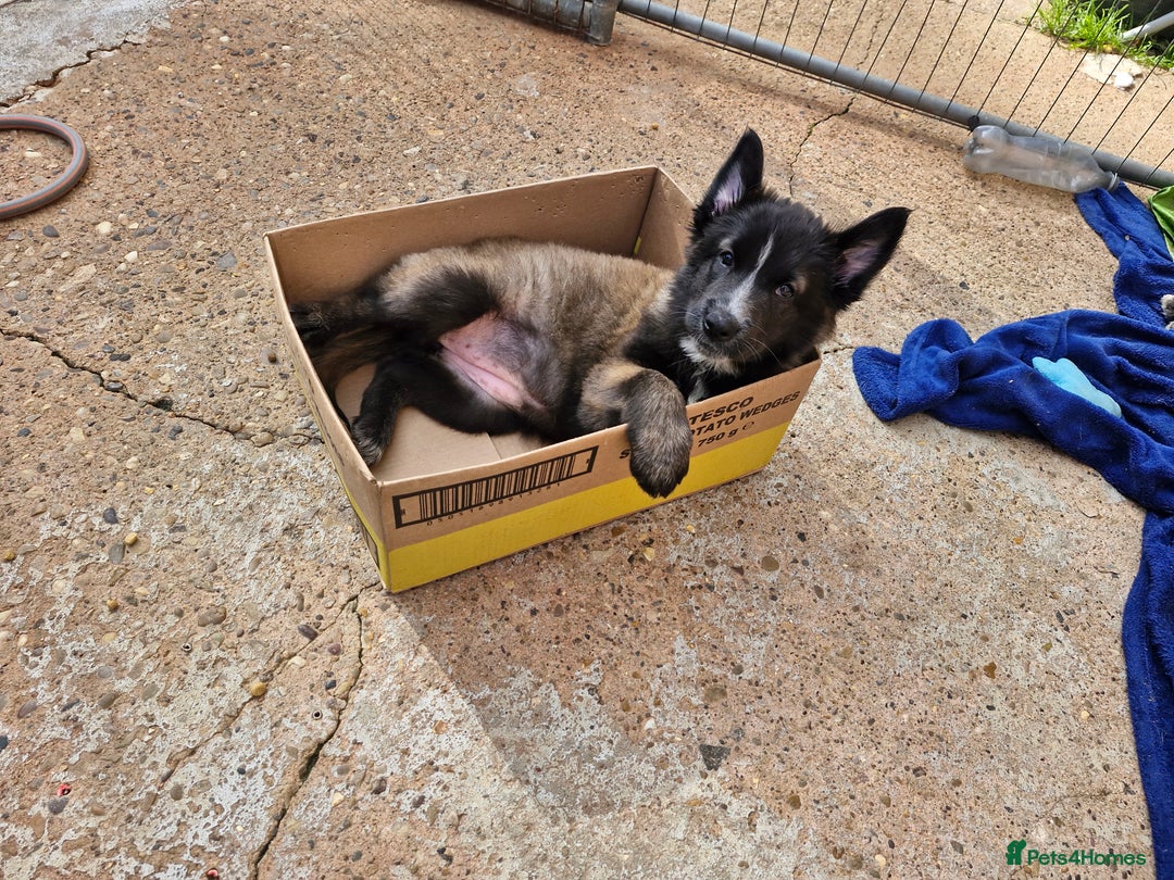 Mixed Breed dogs for sale: Belgian malinois x German shepherd puppies - Image 6
