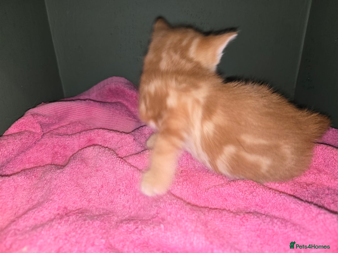 Ragdoll cats for sale: Ragdoll bengal mix  - Image 9