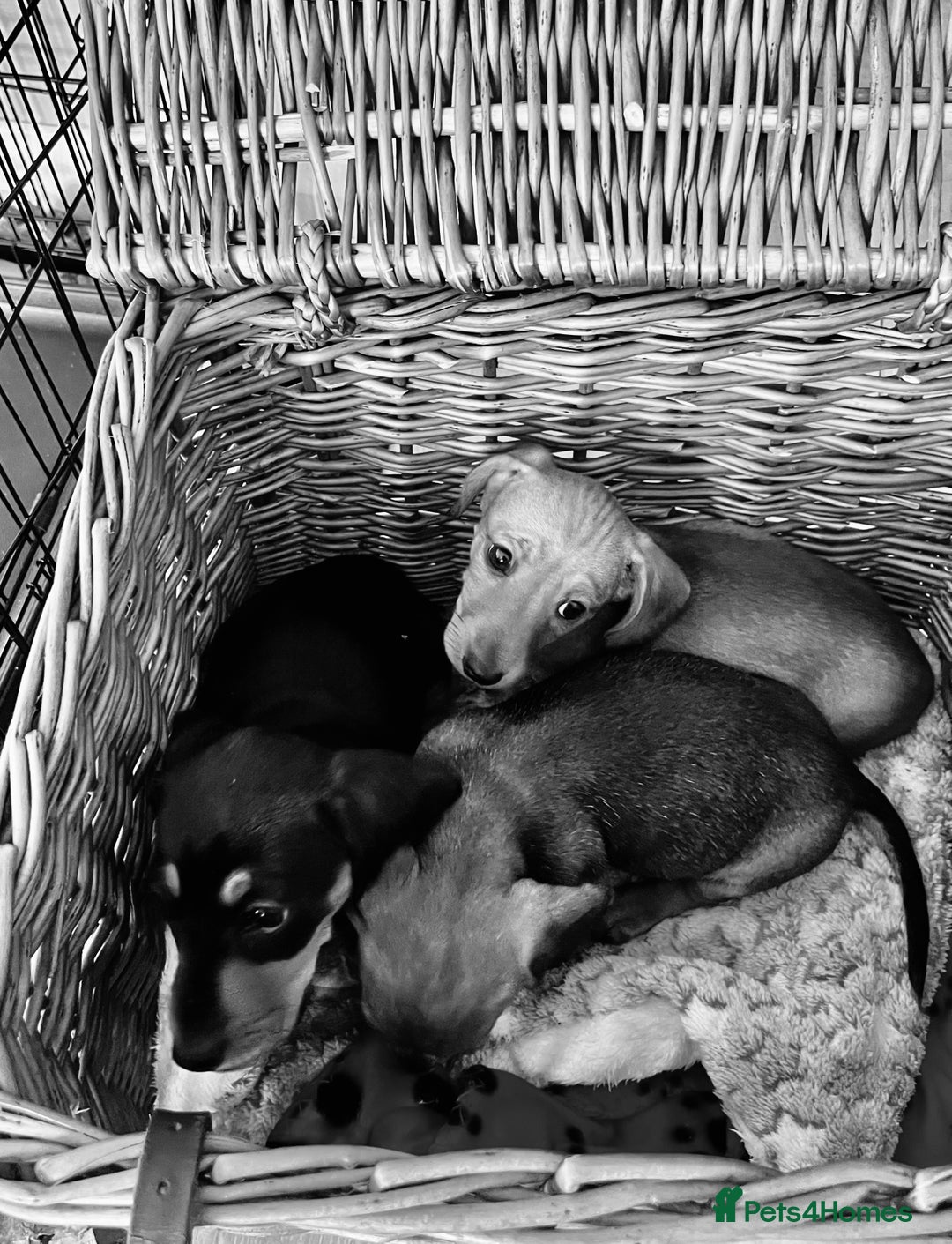 Miniature Dachshund dogs for sale: Beautiful Miniature Smooth Dachshunds  - Advert 6