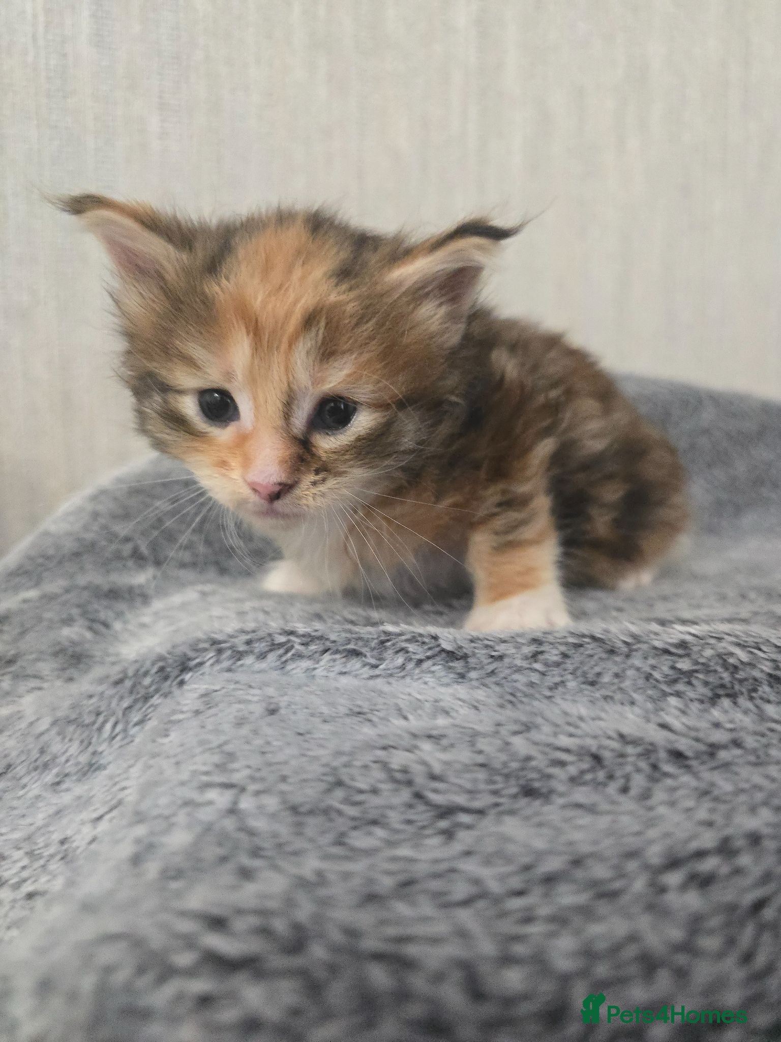 Maine Coon cats Beautiful Maine Coon Kittens  - Advert 1
