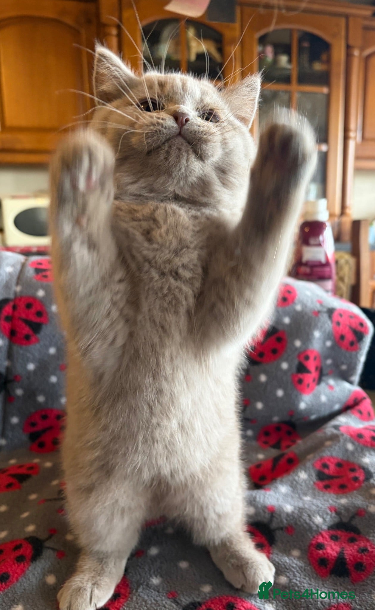 British Shorthair cats Beautiful pedigree British Shorthair kittens - Advert 2