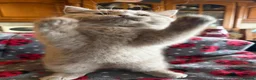 British Shorthair cats for sale: Beautiful pedigree British Shorthair kittens - Advert 6