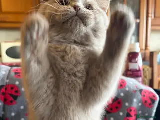 British Shorthair cats Beautiful pedigree British Shorthair kittens - Advert 2