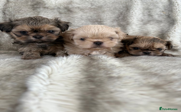 Shih Tzu dogs - Advert 6