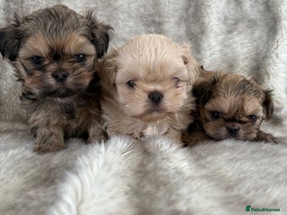 Shih Tzu dogs - Advert 8