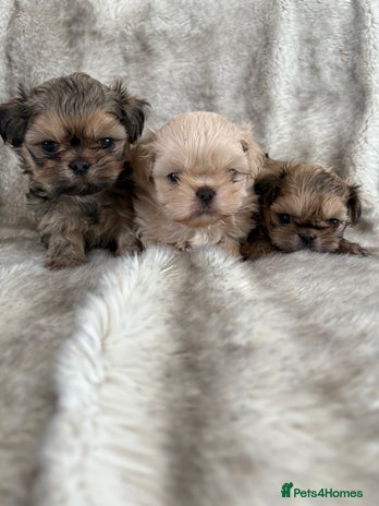 Shih Tzu dogs - Advert 2